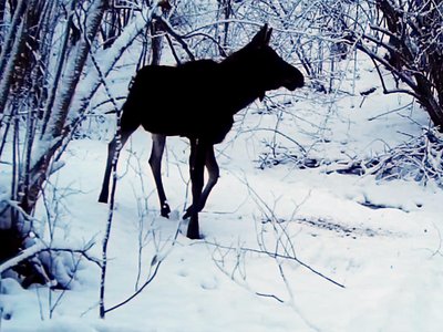 Фотоловушка зафиксировала нелегальную охоту на лося в Павловском районе