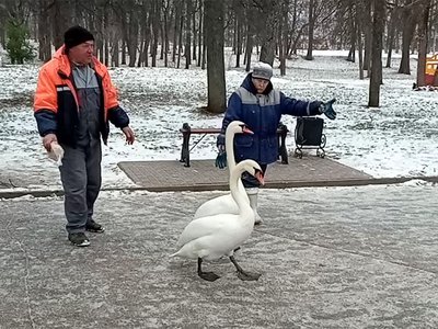 Лебеди наконец-то отправились на зимовку