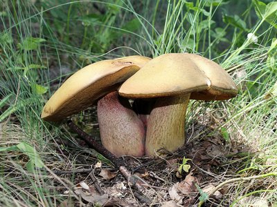 Какие грибы запретили собирать
