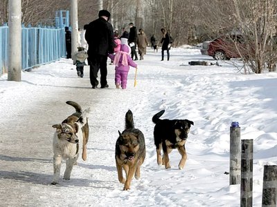В Городце владельцев собак привлекли к ответственности за укусы людей и животных