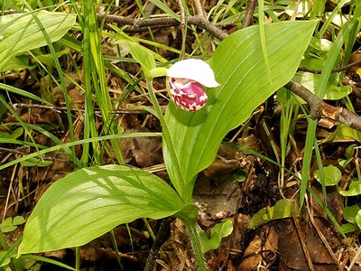 Новая орхидея найдена в Нижегородской области