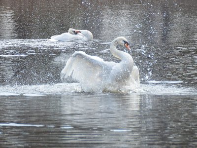 Лебединую пару вновь можно увидеть на озере после зимней изоляции