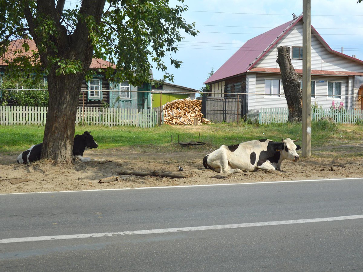 Коровы на дороге (Выкса, 2018 г.)