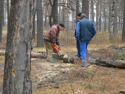 В лесопосадке убирают аварийные деревья (Выкса, 2019 г.)