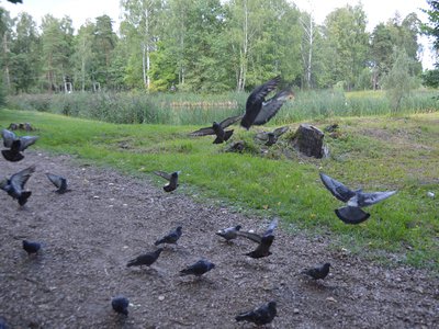 Голуби в выксунском парке едят с руки