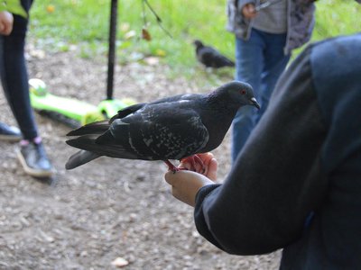 Голуби в выксунском парке едят с руки