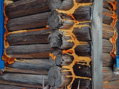 Один из приезжающих дачников обработал растрескавшийся сруб своей старой избушки строительной пеной, чтобы хоть как-то предотвратить разрушение древесины и снизить потери тепла в доме