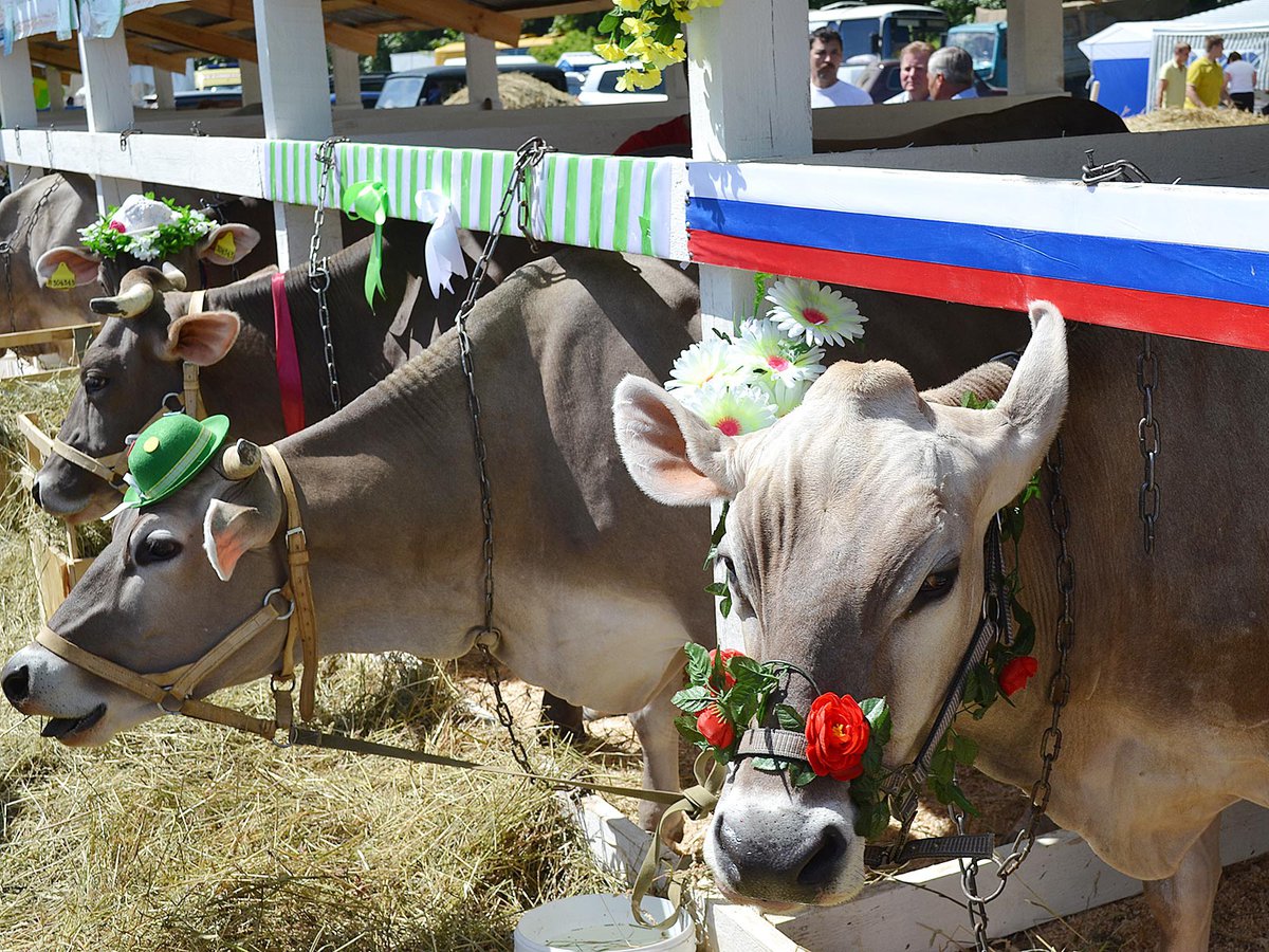 Крупнейшая аграрная выставка «День поля-2021» пройдет в Нижегородской области 14-15 июля