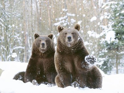 В Нижегородской области завершилась «перепись» диких животных