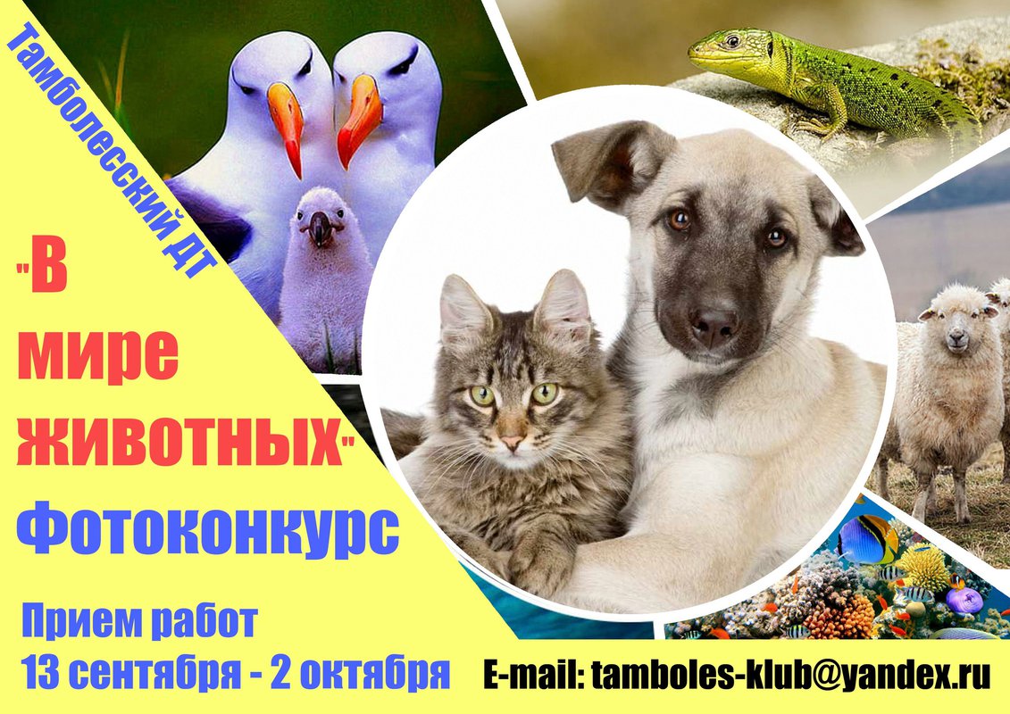 Фотоконкурс «В мире животных» в Тамболесском ДТ