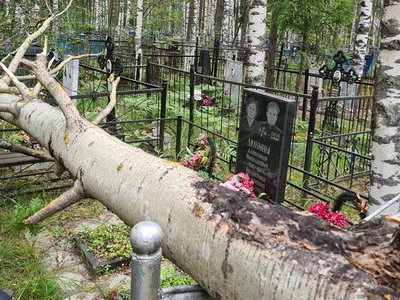 Упавшие на Северном кладбище деревья уберут