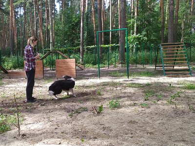 В лесопосадке открыли площадку для выгула и дрессировки собак (Выкса, 2020 г.)