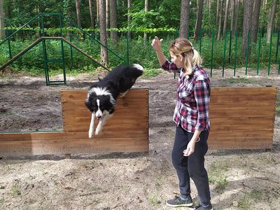 В лесопосадке открыли площадку для выгула и дрессировки собак