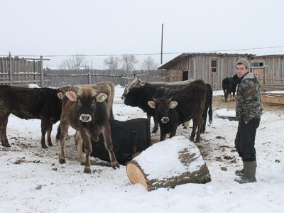 Коровья порода  для зимней погоды