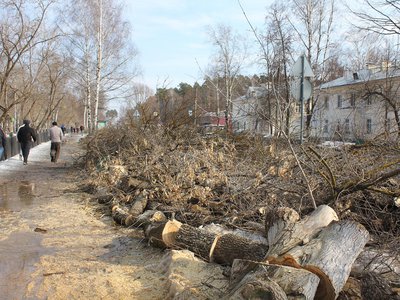 На улице Островского в районе школы №12 спилили аллею клёнов (Выкса, 2019 г.)
