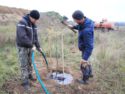 В Мотмосе высадили 250 лиственниц