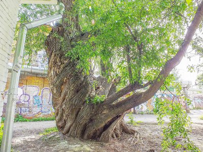 Старейшее дерево Нижнего Новгорода внесено в Национальный реестр