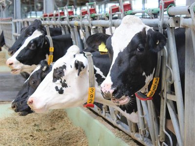 Нижегородские аграрии получили более 30 млн рублей субсидий на борьбу с лейкозом скота