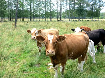 Аграрии области впервые получат господдержку на борьбу с лейкозом скота
