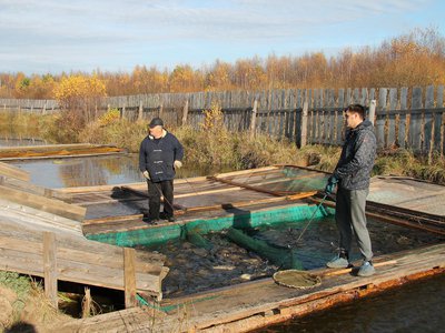 Осенний урожай рыбхоза «Полдеревский»