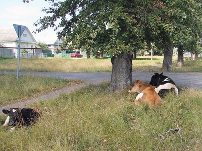 Коровы и козы по-прежнему  гуляют где хотят
