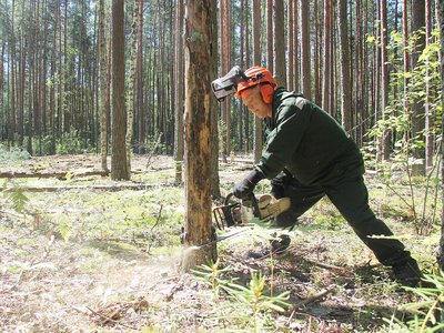 Сколько деревьев за смену свалит в Выксе лесоруб