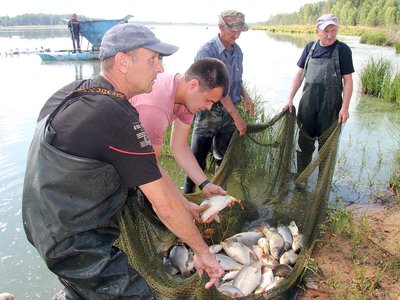 В рыбхозе «Полдеревский» вырастили 190 тонн товарной рыбы