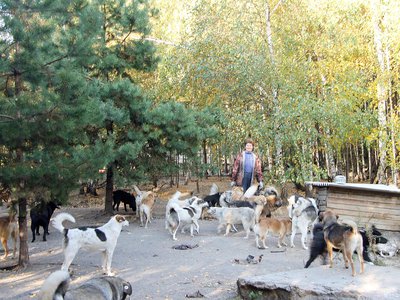 Есть возможность помочь собакам и кошкам в приюте