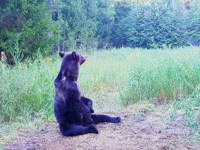 В лесах области обитает более полутора тысяч медведей