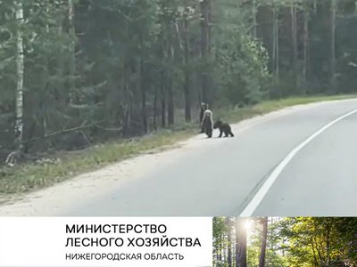Нижегородка встретила медвежат в Борском районе