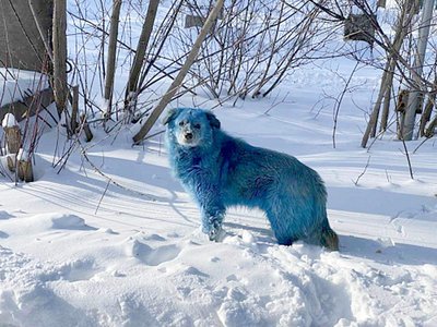 Что случилось с собаками в Дзержинске
