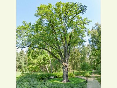 Тургеневский дуб может стать «Европейским деревом года» посмертно