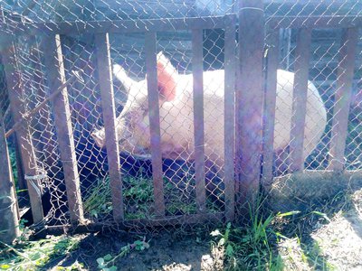 В Ардатове выкупают свиней, чтобы остановить распространение АЧС