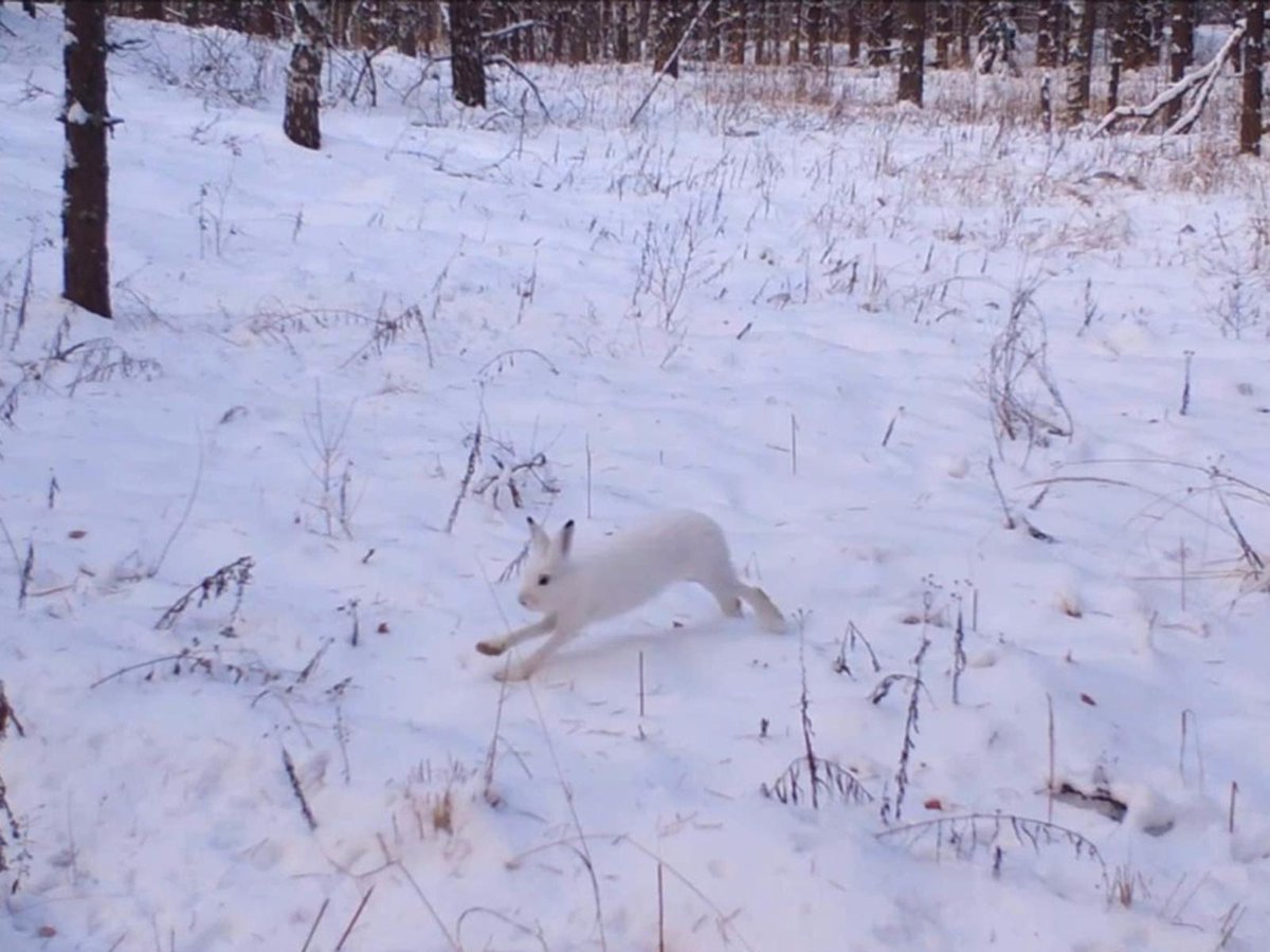 В Керженском заповеднике фотоловушка засняла погоню волка за зайцем