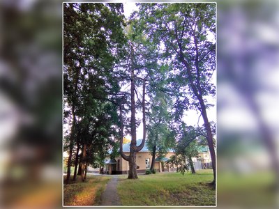 Выксунская лиственница признана памятником живой природы