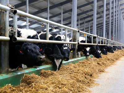 440 млн рублей на поддержку молочного животноводства получили нижегородские аграрии