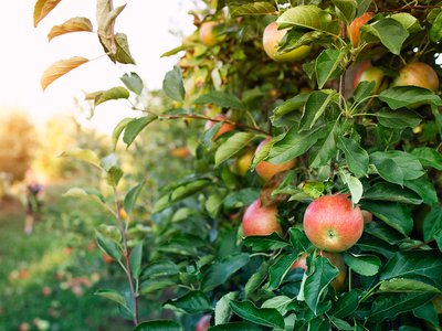 Как сохранить до Нового года яблоки из своего сада