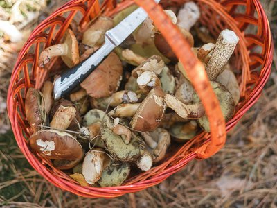 Стали известны самые грибные места области в октябре