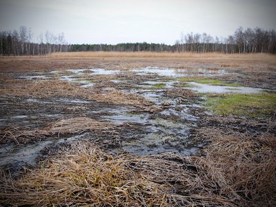 Регион ожидает инвентаризация болот
