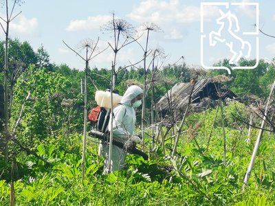 В конце мая и в июне будут обрабатывать участки с борщевиком Сосновского