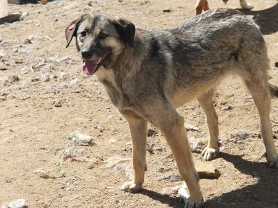 За февраль и март в Выксе отловили и чипировали более 30 безнадзорных собак