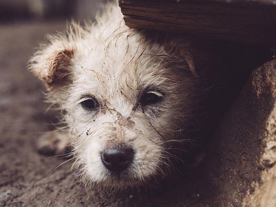 В Выксе в апреле отловили 19 безнадзорных собак