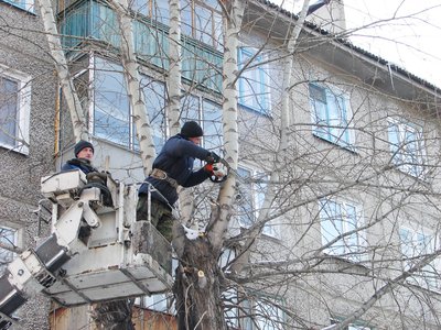 Муниципалитет планирует направить на содержание деревьев около 792 тысяч рублей