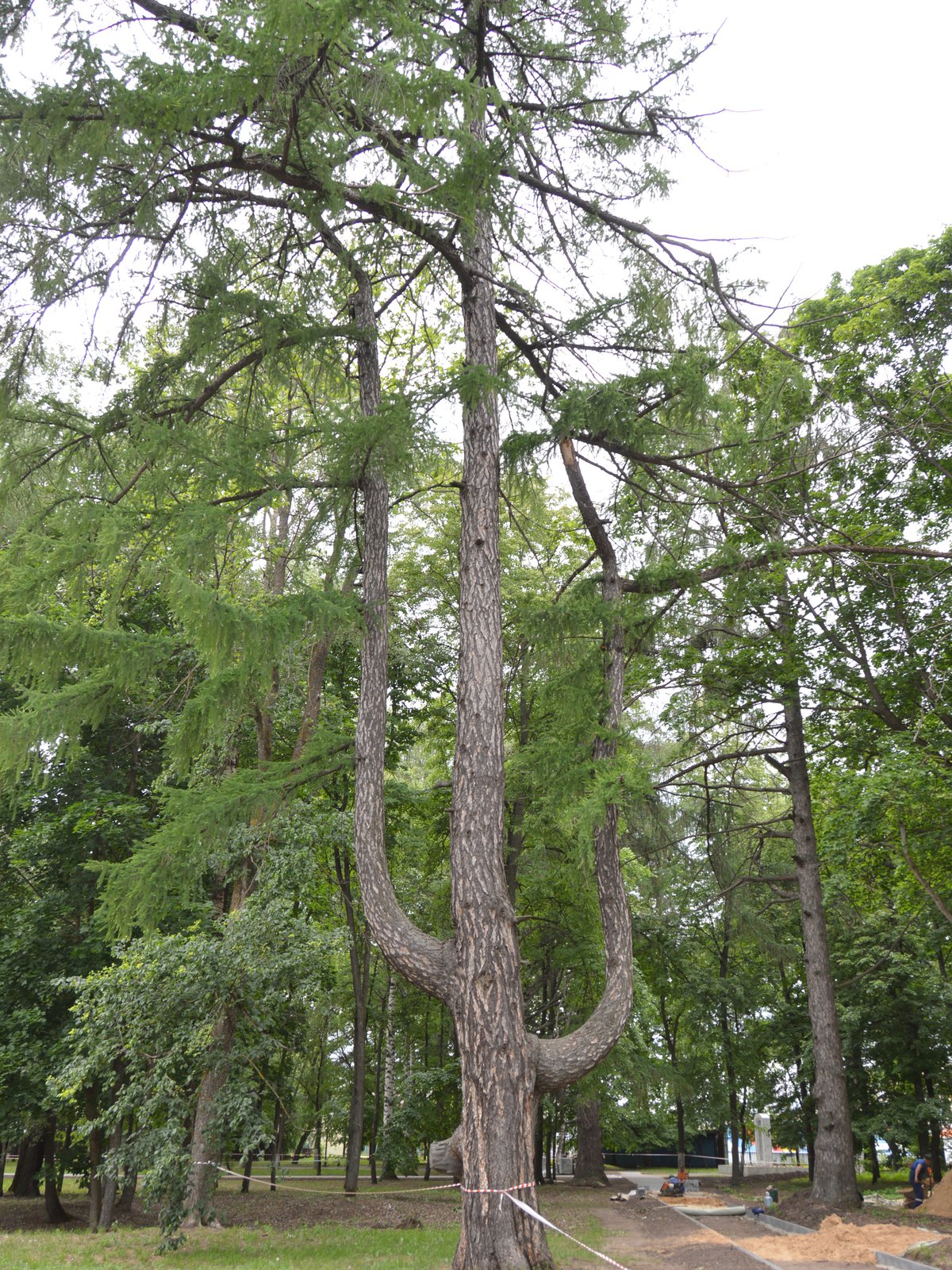 дерево-лира-1.jpg
