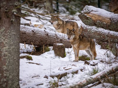 Стартует ежегодный зимний учёт диких животных в области