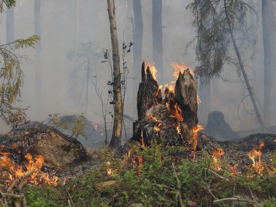 В Нижегородской области ожидается IV класс пожароопасности лесов и торфяников