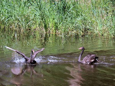 Парк культуры и отдыха предлагает выксунцам дать имена чёрным лебедям