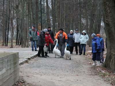 Лебеди с водоёма в парке перебрались в зимнее жилище (Выкса, 2020 г.)