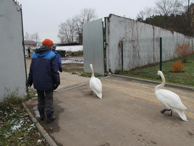 Лебеди с водоёма в парке перебрались в зимнее жилище (Выкса, 2020 г.)