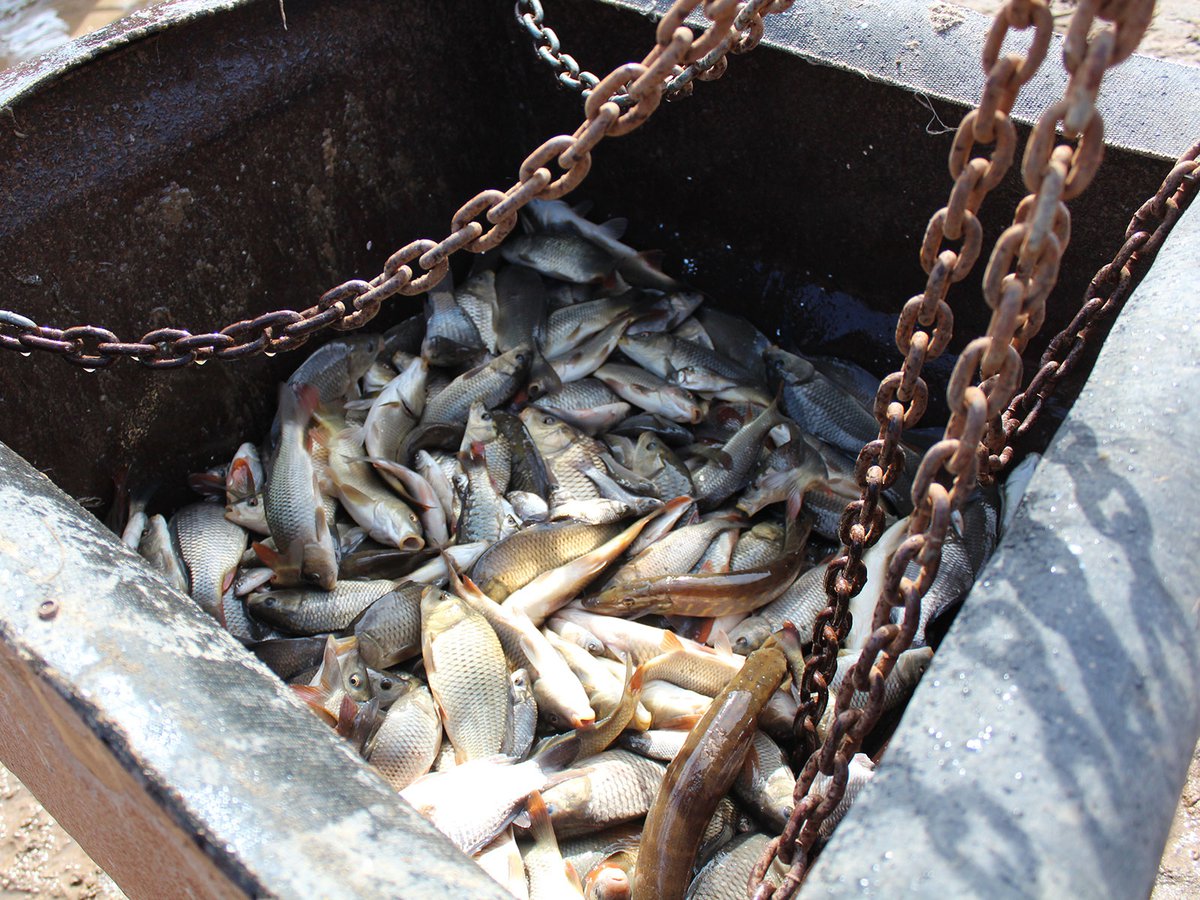 Нижегородские рыбхозы получат субсидии